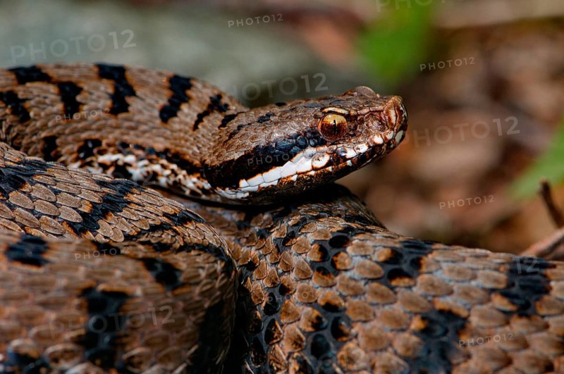 Rediviper
