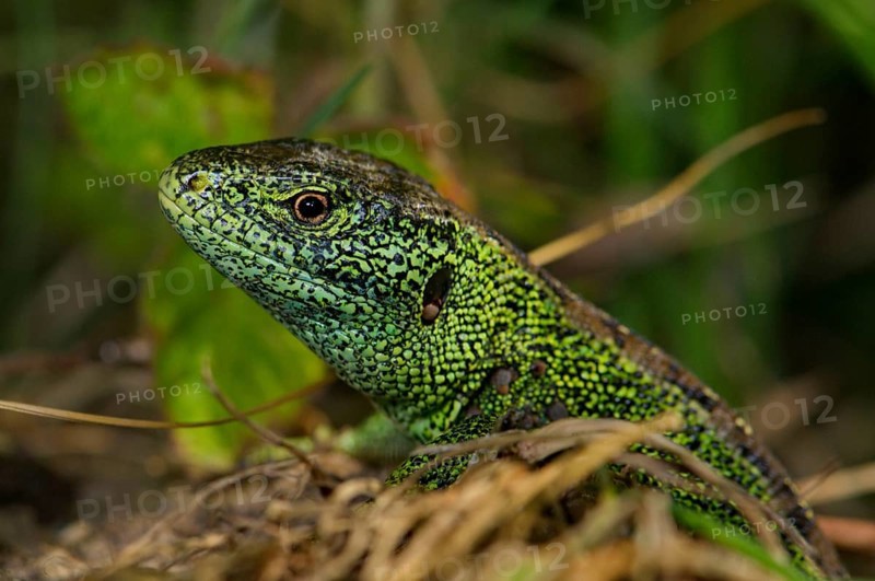 Sand lizard with ticks