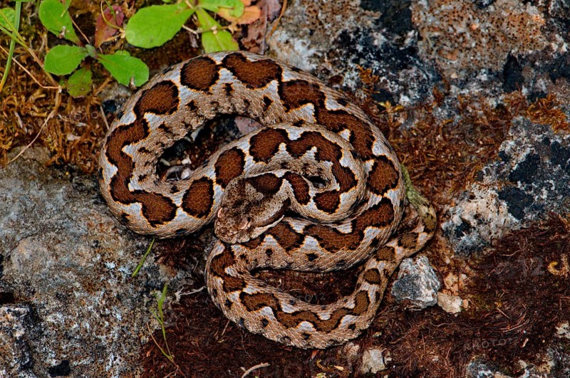Sand or horned viper