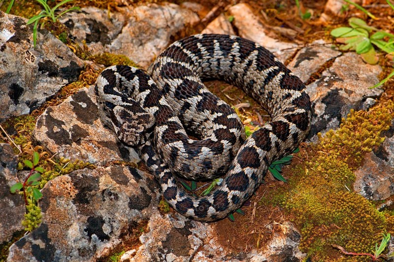Sand or horned viper