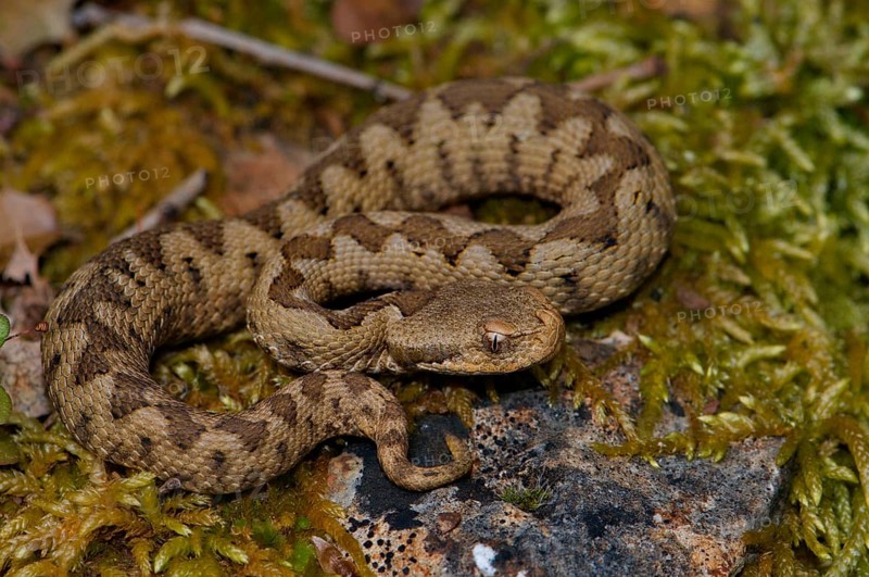 Sand or horned viper