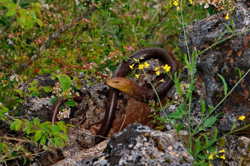European Iguana Lizard