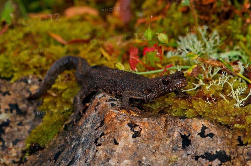 Macedonian crested newt