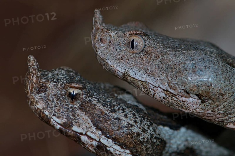 Long-nosed viper