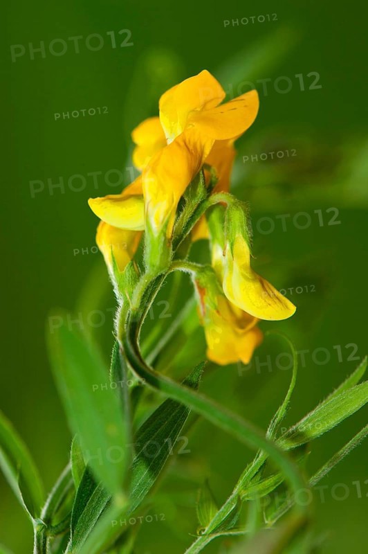 Meadow vetchling