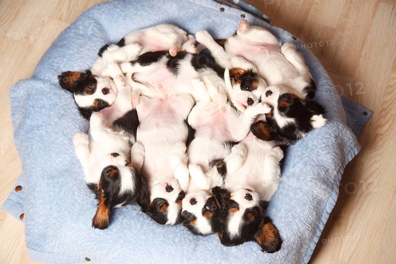 Cavalier King Charles Spaniel