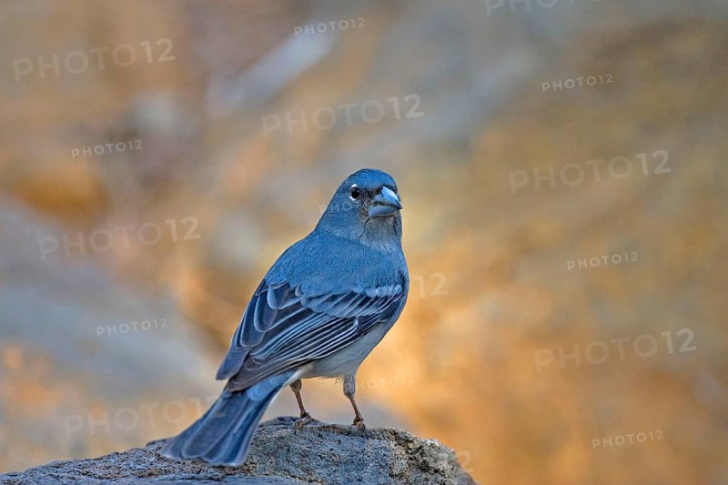 Blue blue chaffinch