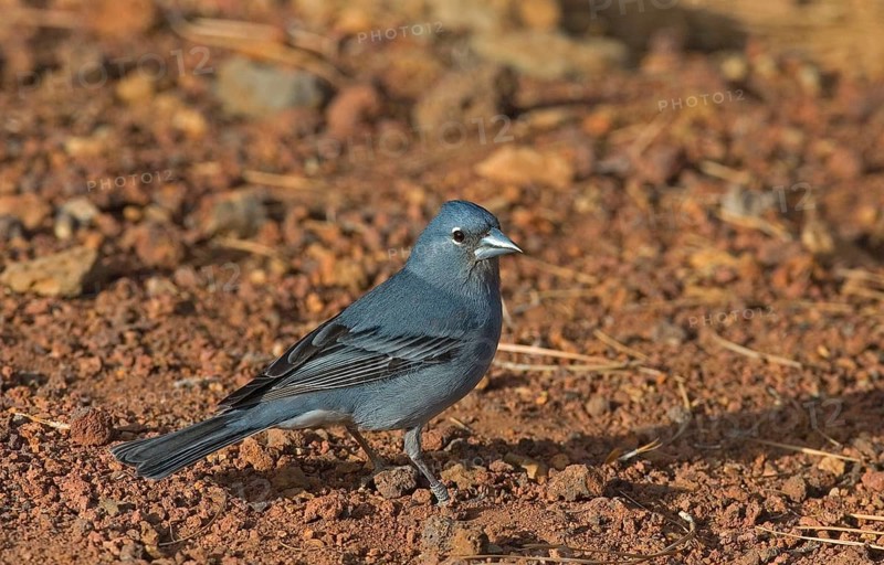 Blue blue chaffinch