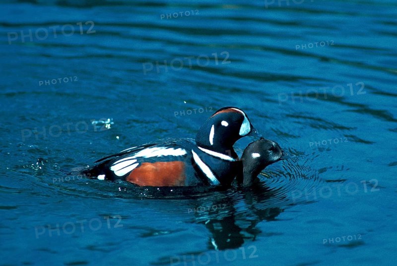 Ruffed Duck