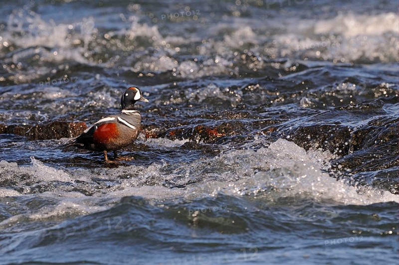 Harlequin Duck