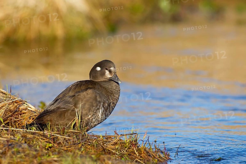 Harlequin Duck