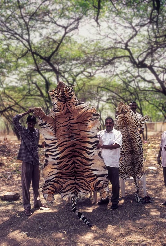 Seized Tiger