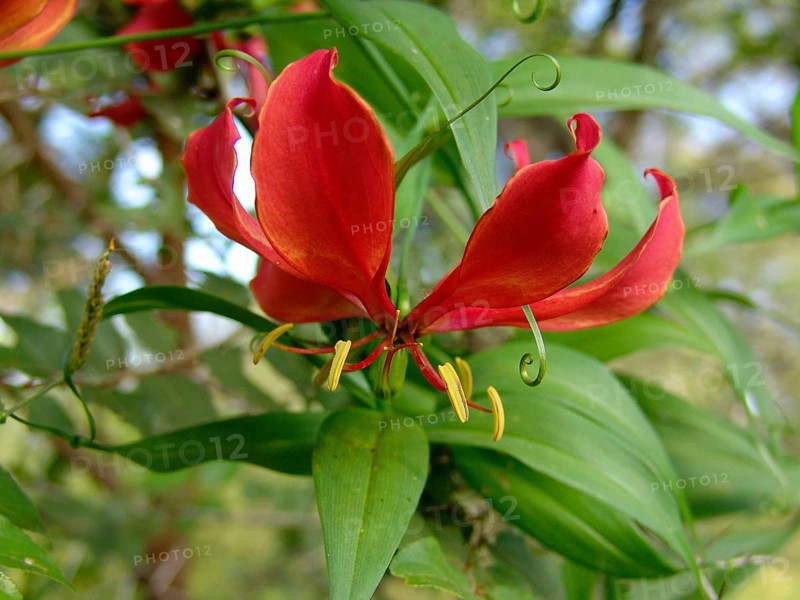Flame lily
