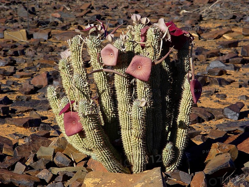 Namib Hoodia