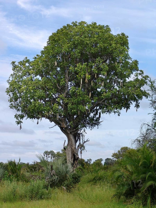 Liver sausage tree