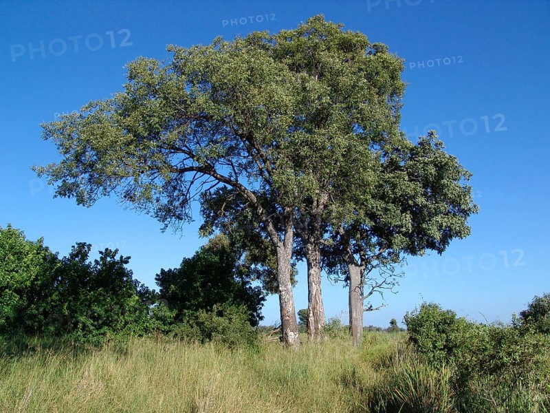Marula tree