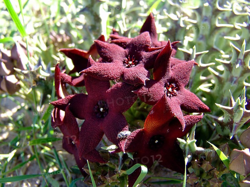 Carrion flower