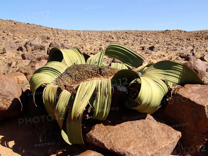 Welwitschia