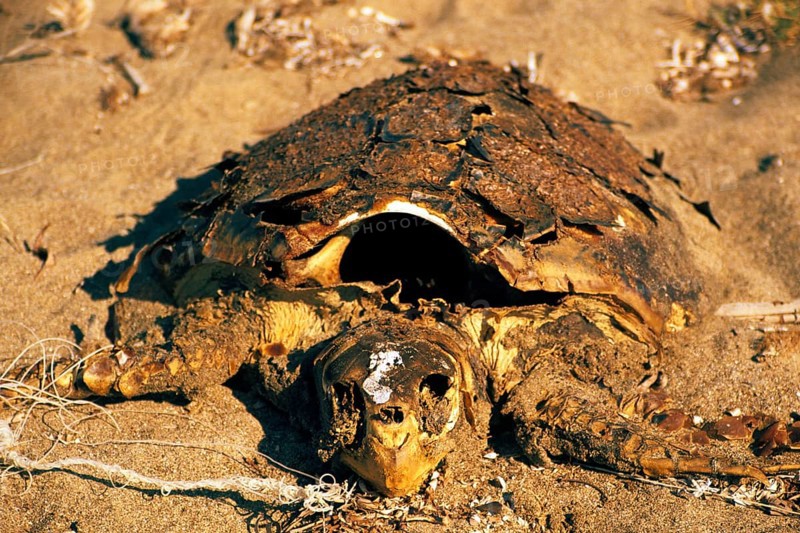 Dead loggerhead turtle