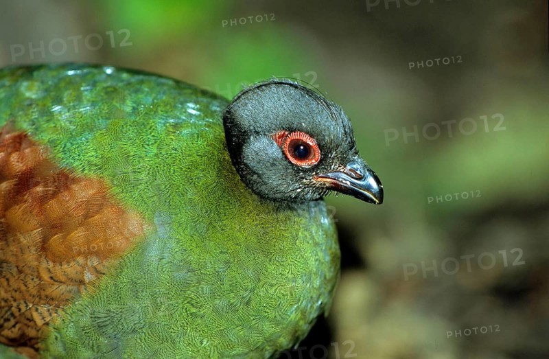 Ostrich quail