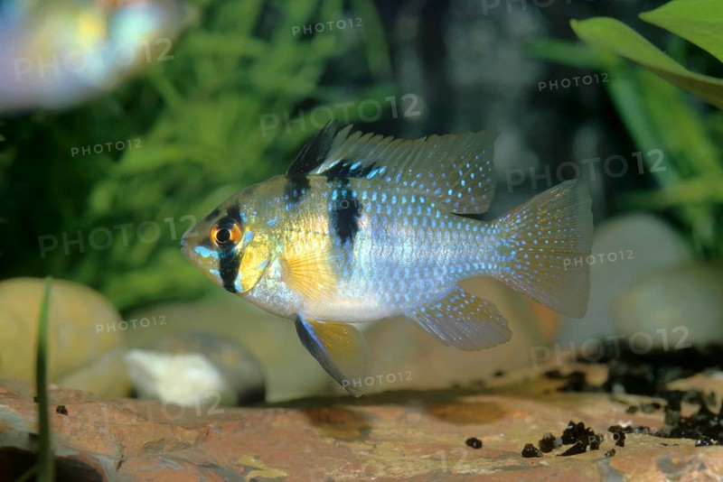 South American Butterfly Cichlid