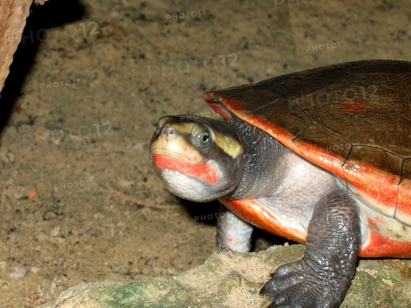 Red-bellied pointed-head turtle