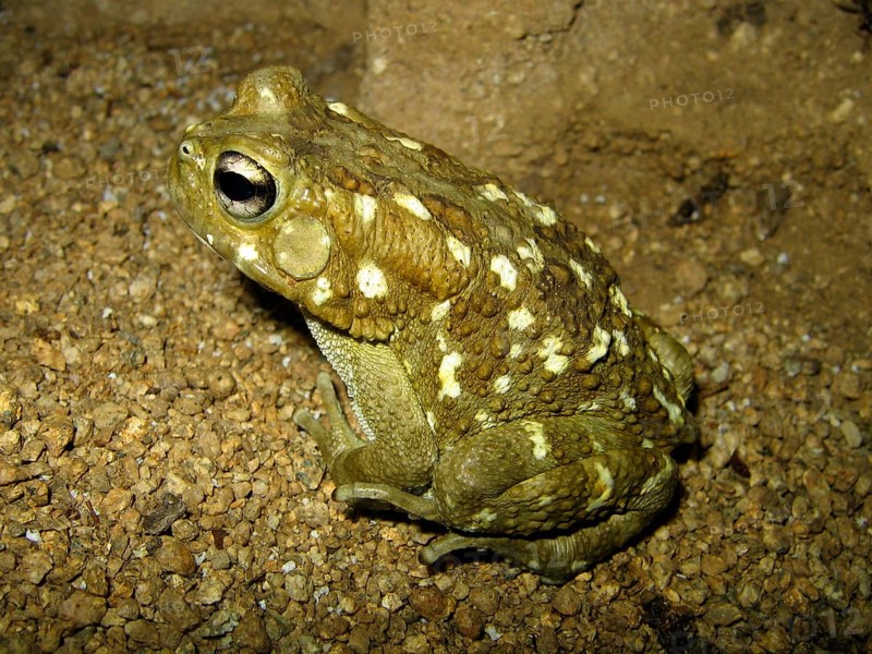 Leopard toad