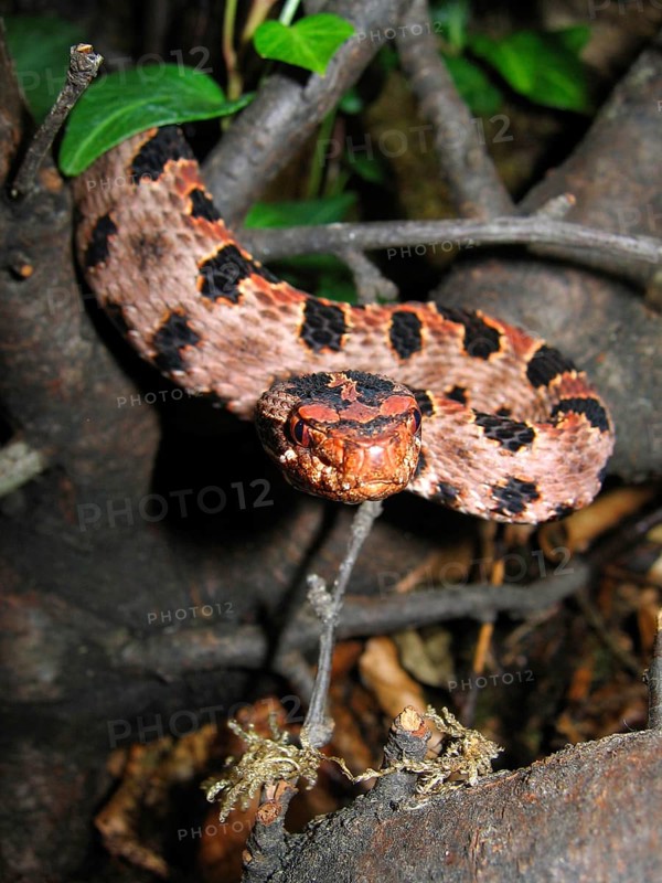 Red pygmy rattlesnake