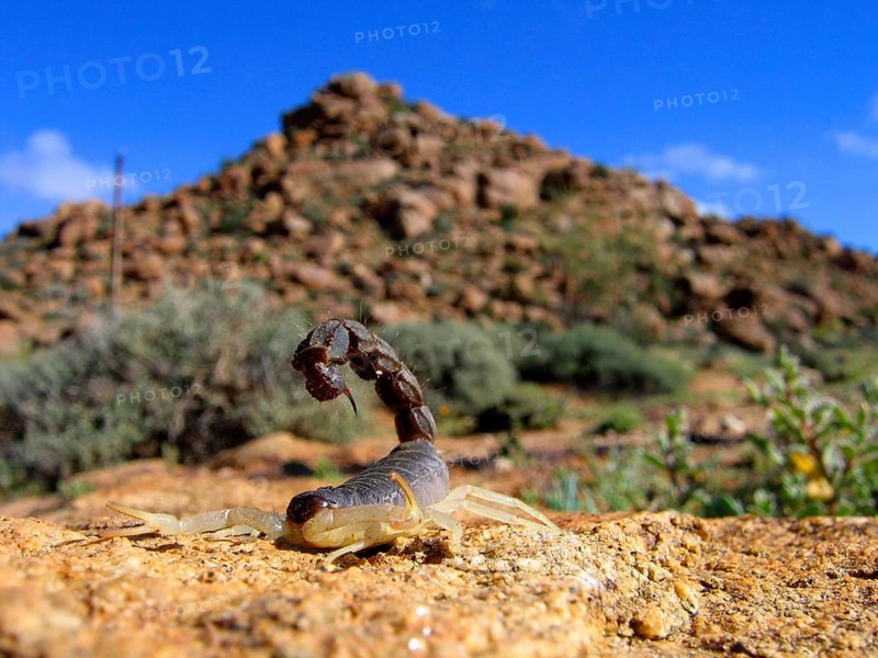 Thick-tailed scorpion