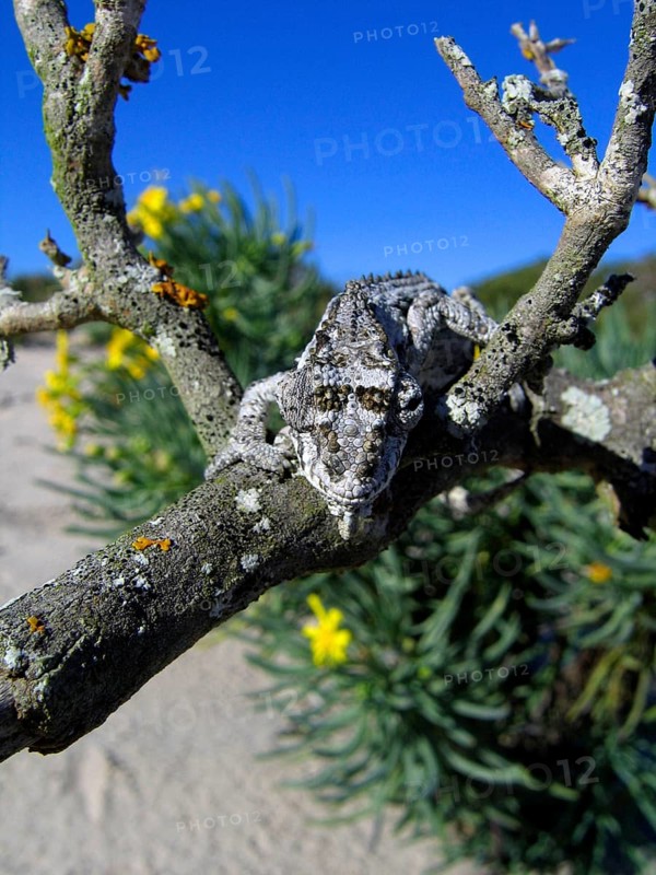 Namaqua dwarf chameleon