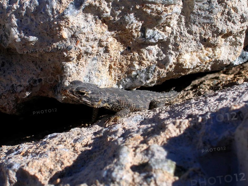 Karoo Belted Tail