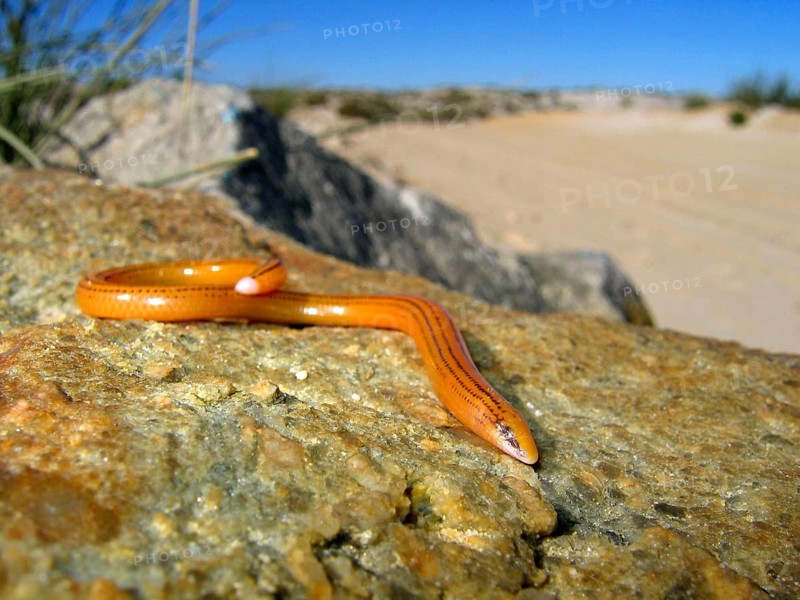 Striped Legless Skink