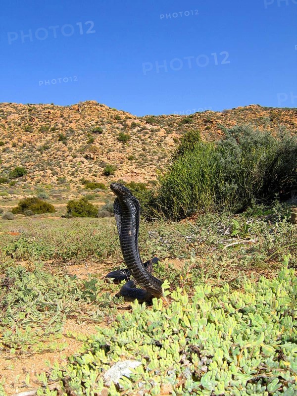 Black spitting cobra