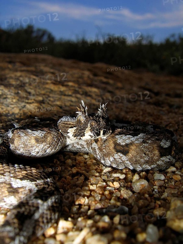 Tufted-browed viper