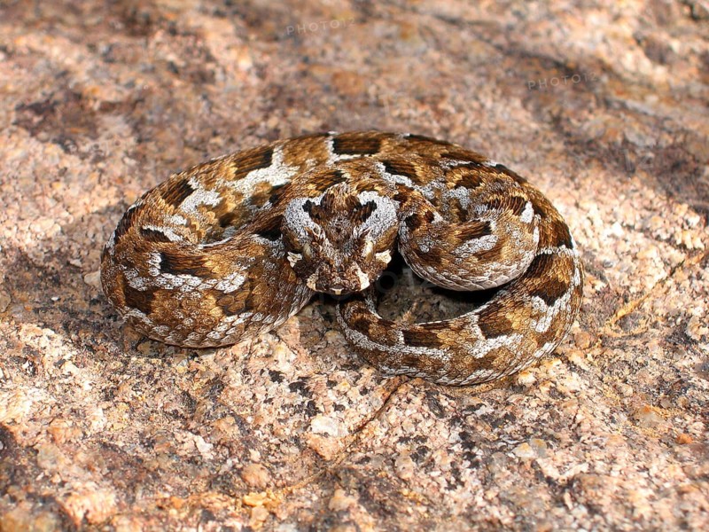 Tufted-browed viper