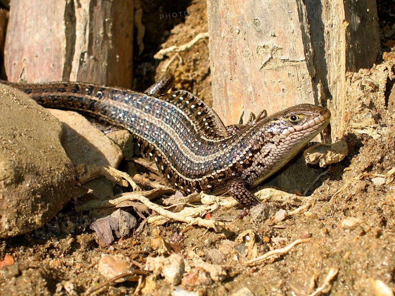 Cape Skink