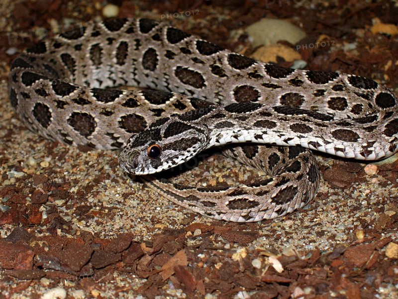 Chain viper