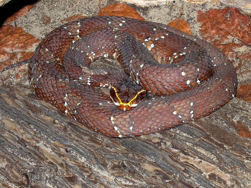 Mexican moccasin viper