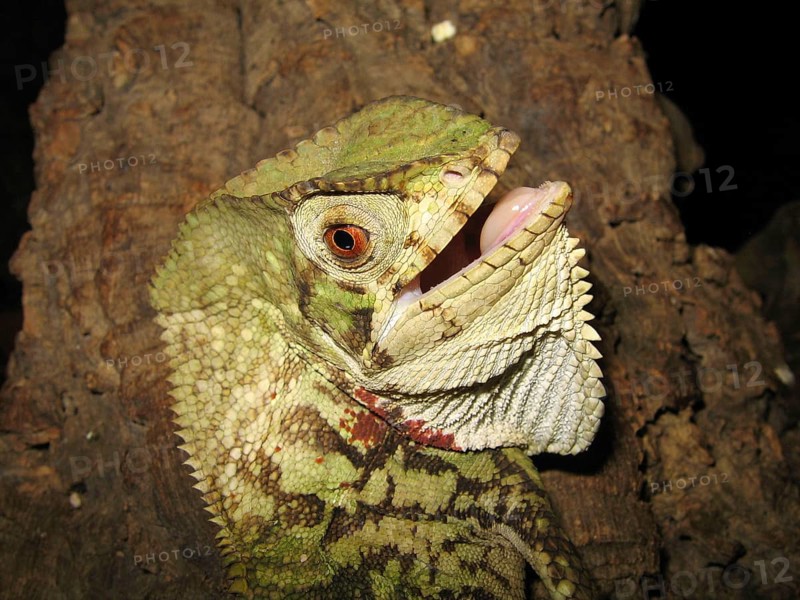 Helmeted Iguana