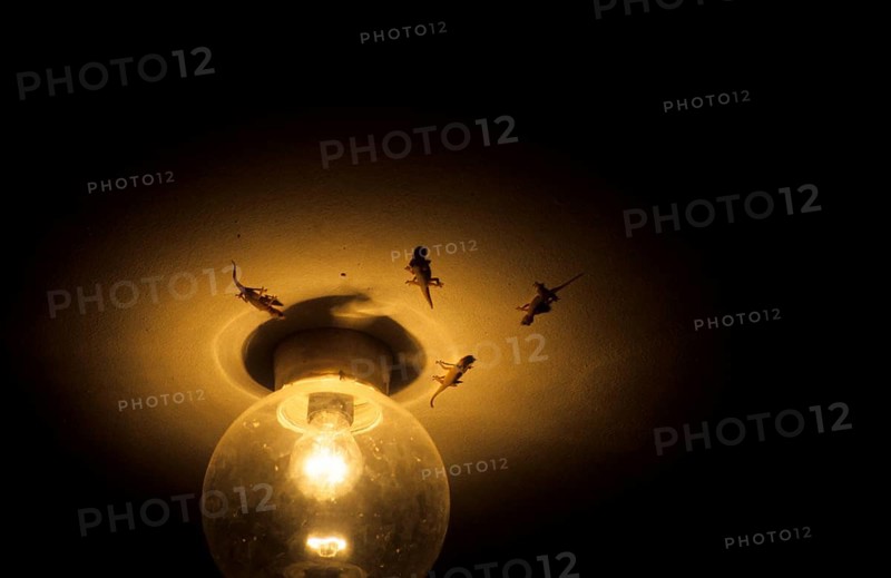 Geckos on the lamp