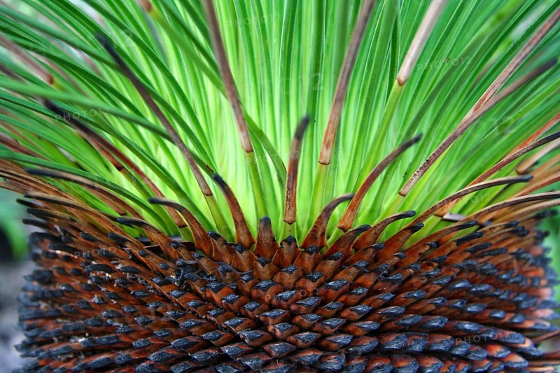 Grass tree structure