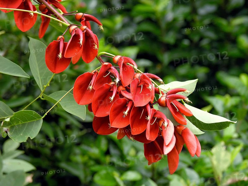 Coral bush