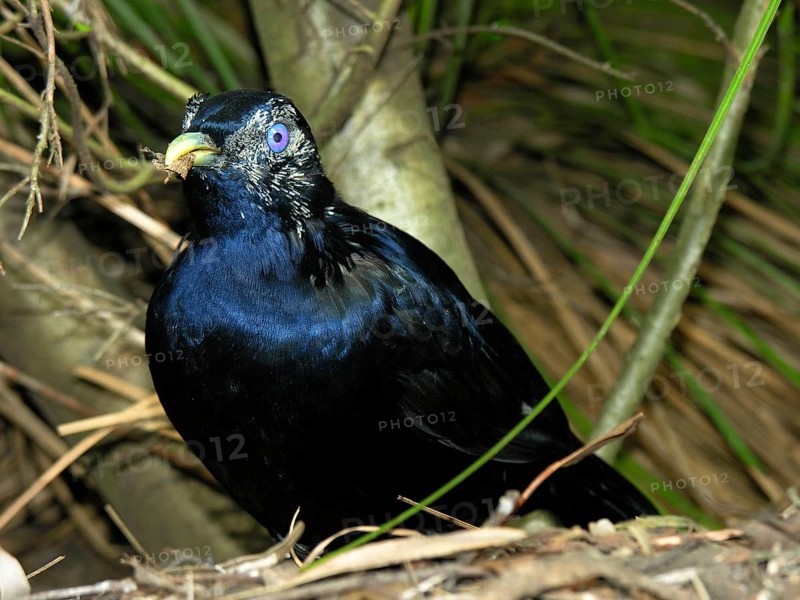 Silk Bowerbird