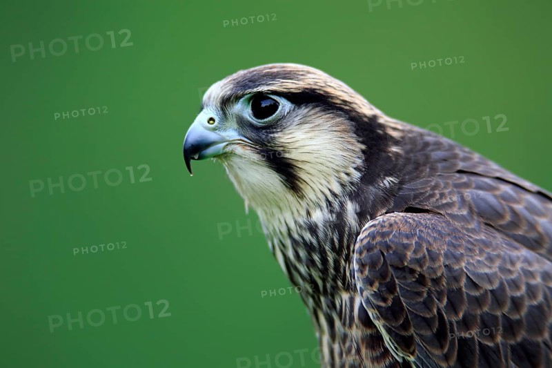 Lanner falcon
