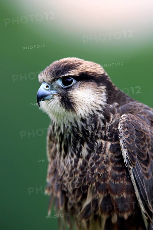 Lanner falcon