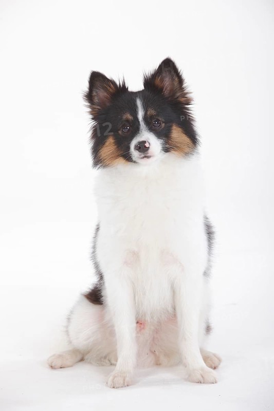 Mixed breed dog