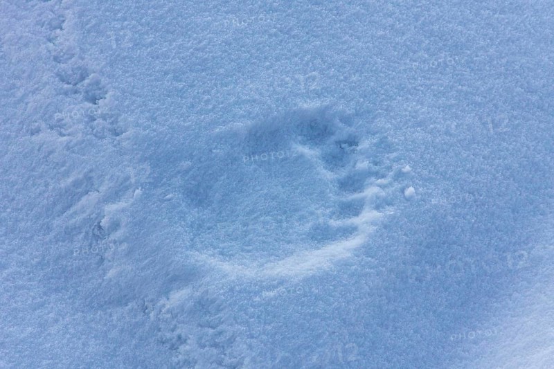Animal tracks of a polar bear
