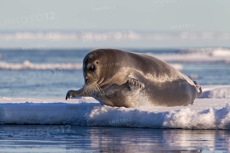 Bearded seal