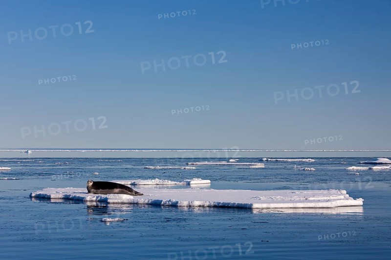 Bearded seal