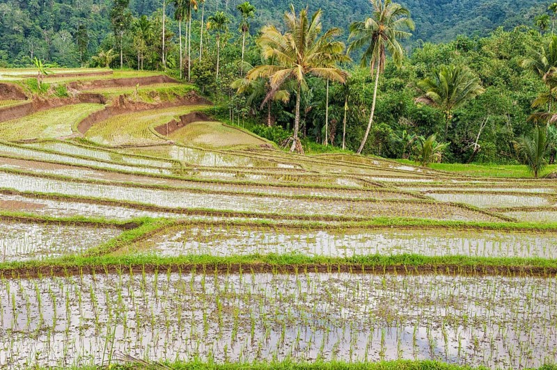 Rice terraces on the slope of Kawah Ijen